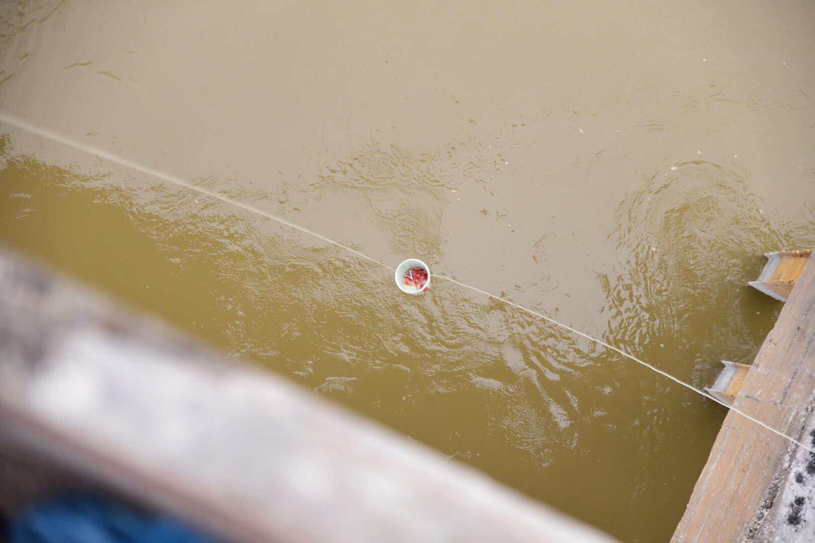 Tết ông Táo: Rét cắt da, em bé theo cha đi thả cá chép sáng sớm